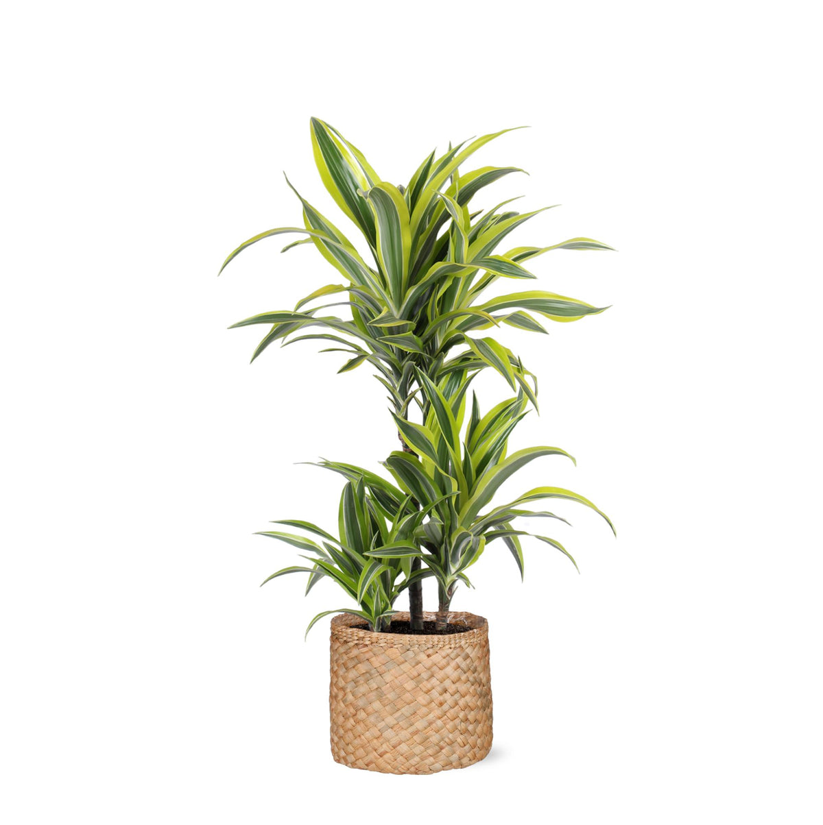 Dracaena Lemon Lime Ø21cm - ↕65cm in Albury NATURAL mand