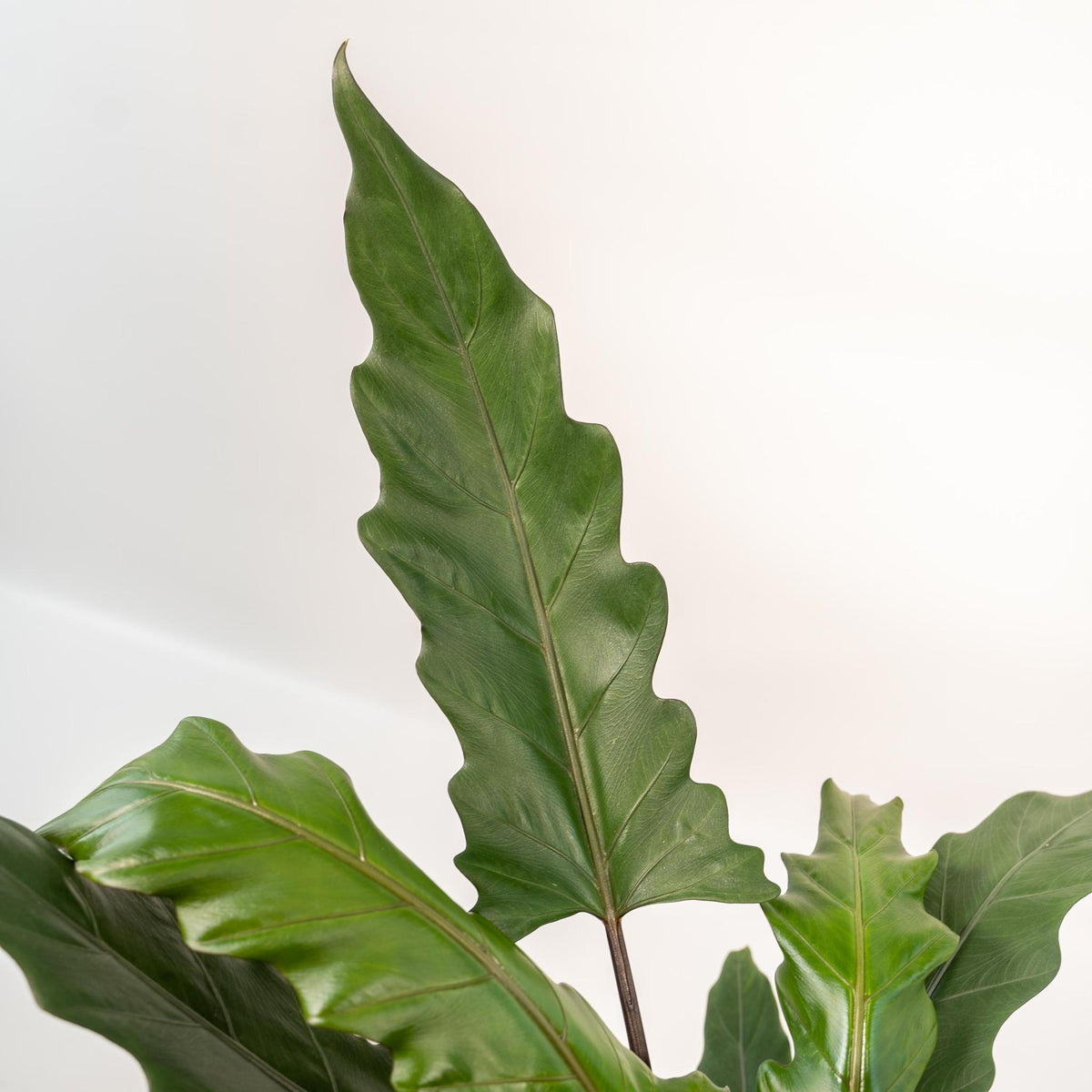 Alocasia Lauterbachiana - Ø19cm - ↕80cm + Pot Mayk Lead