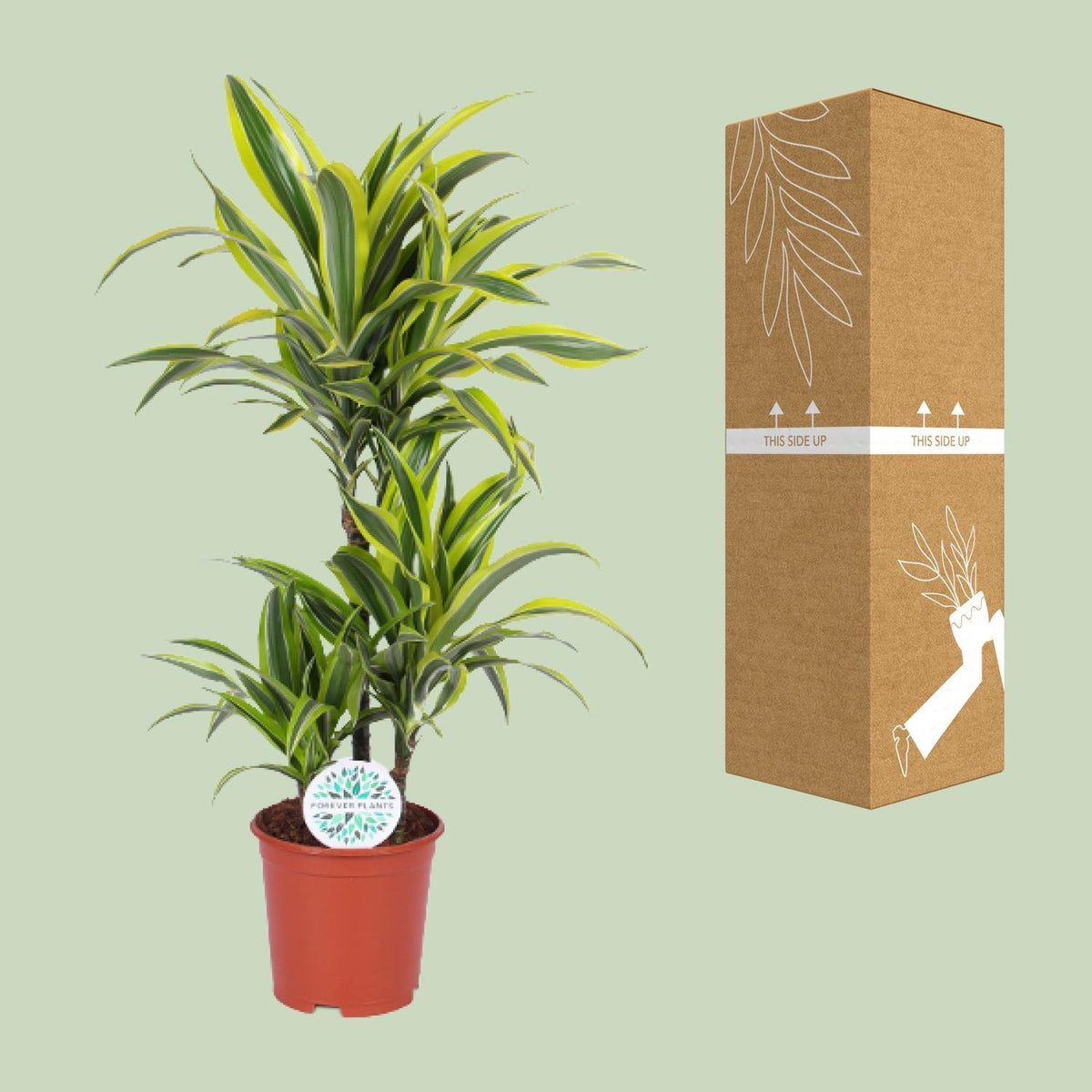 Dracaena Lemon Lime - Ø21cm - ↕90cm