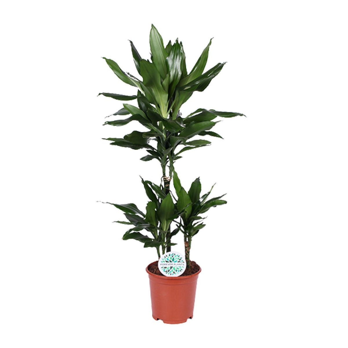 Dracaena Janet Lind - Ø21cm - ↕90cm