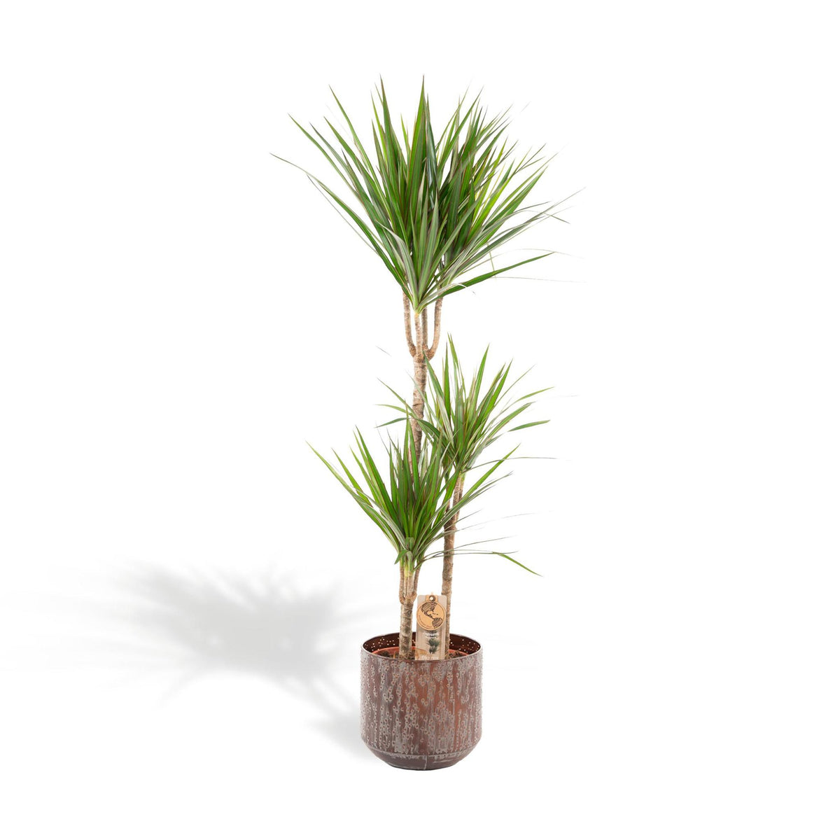 Dracaena met pot - ↨120cm - Ø21cm