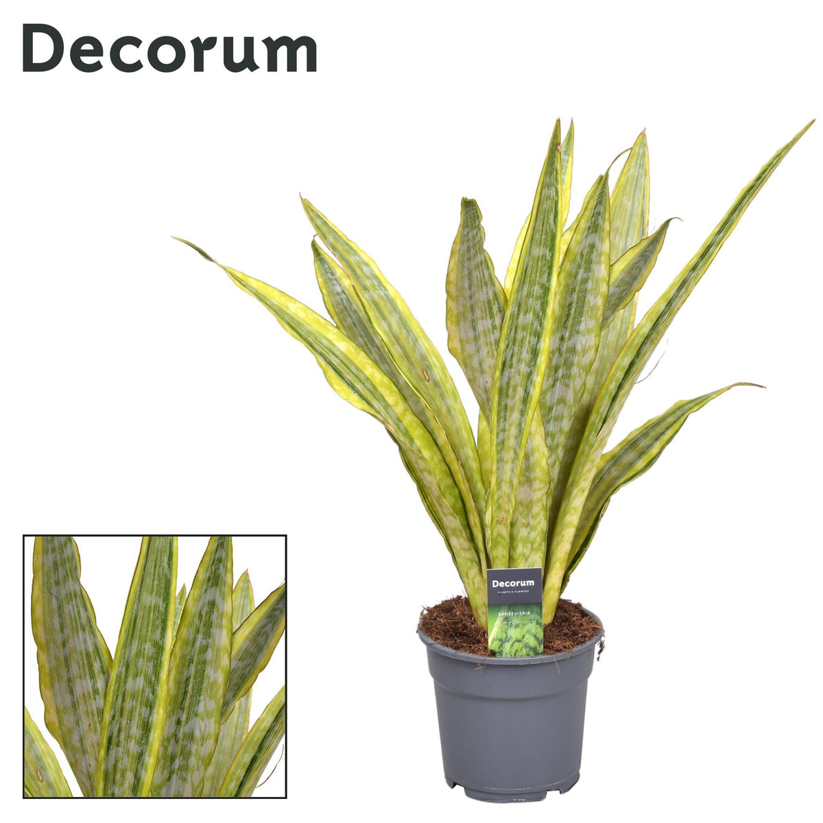 Sansevieria Aubrytniana Lauren - Ø17cm - ↕70cm