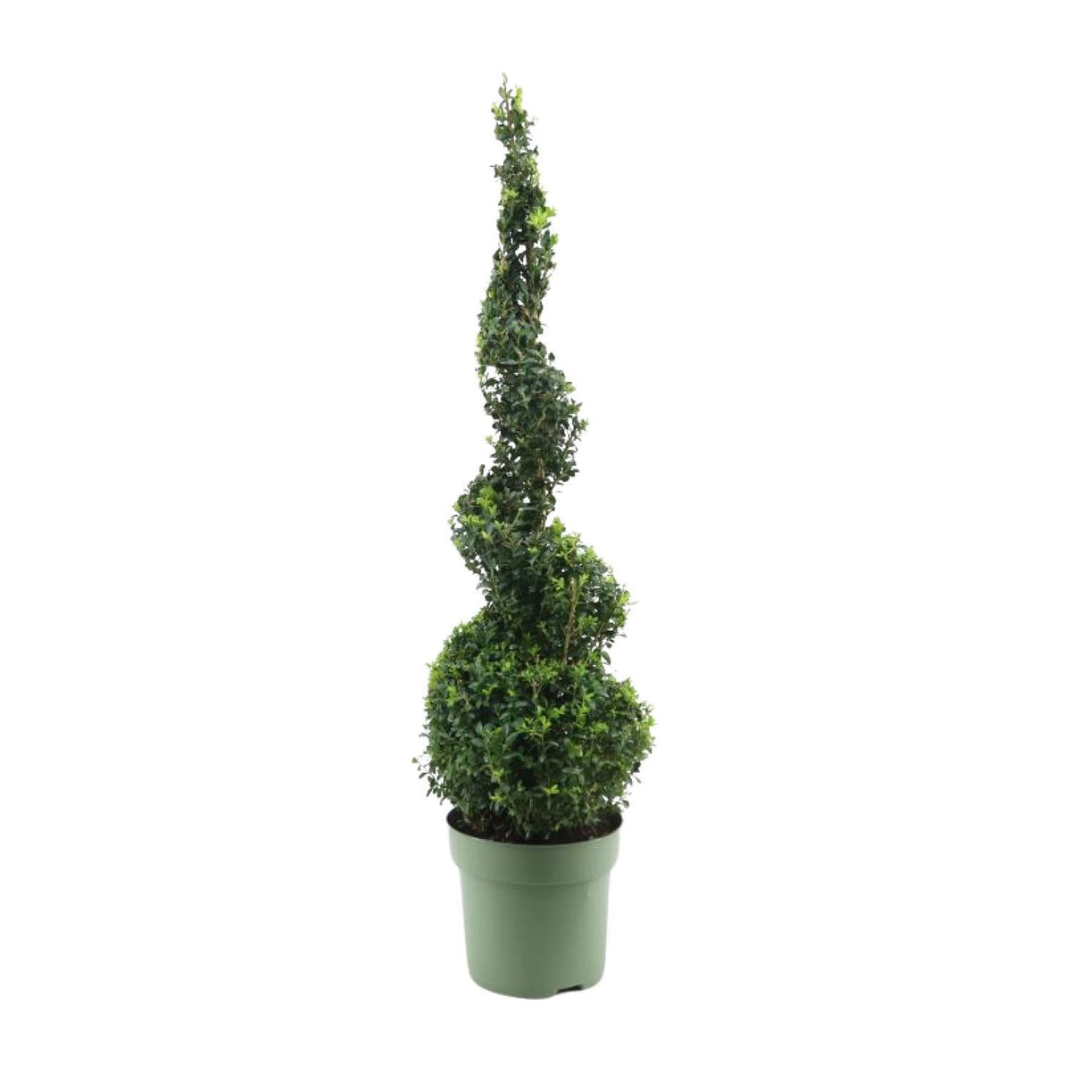 Buxus Semp. Spiral 70cm - Ø23cm - ↕90cm