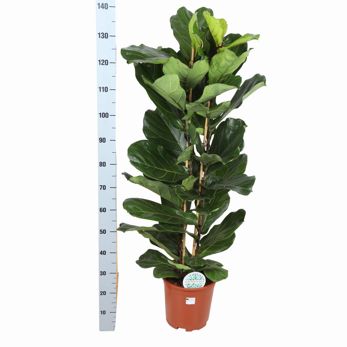 Ficus Lyrata Ø27cm ↕140cm in Albury BLACK print mand