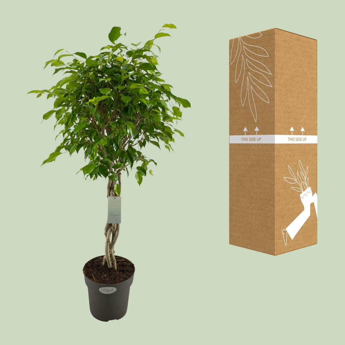 Ficus Benjamina Exotica - Ø24cm - ↕100cm