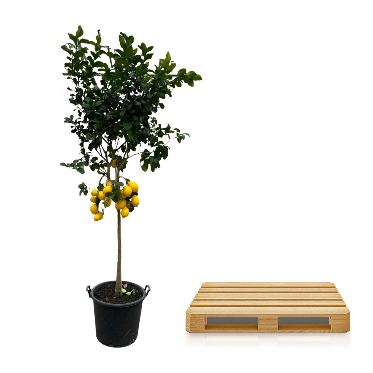 Citrus Lemon - 260 cm - Ø50cm