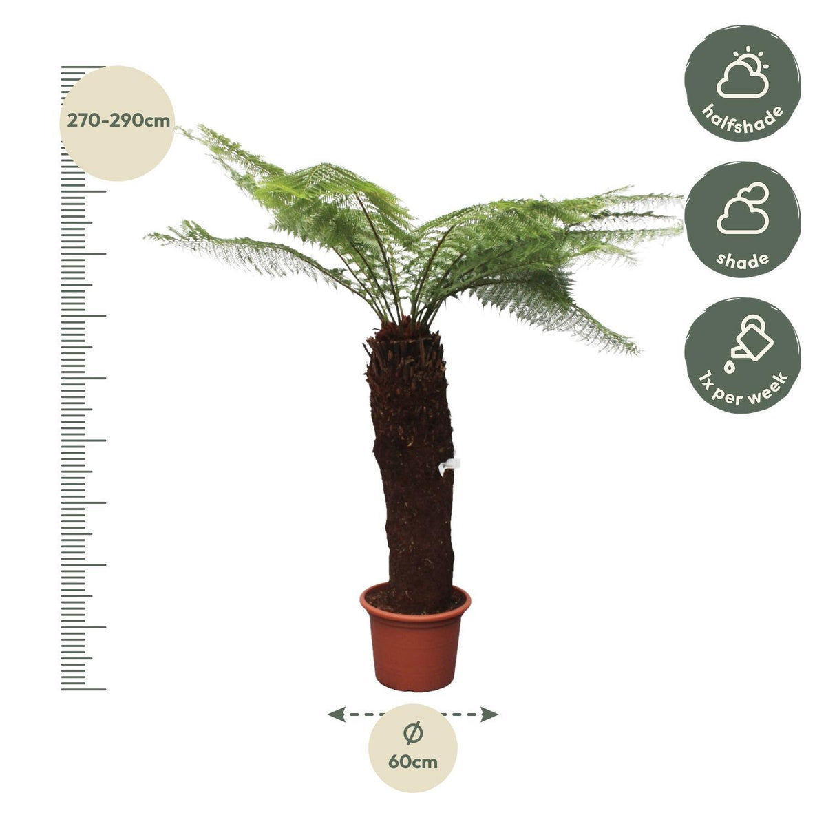 Dicksonia Antarctica - 280cm - ø60