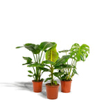 Monstera Deliciosa - Ø21cm - ↕75cm + Musa Dwarf Cavendish - Ø21cm - ↕85cm + Strelitzia Nicolai - Ø19cm - ↕85cm