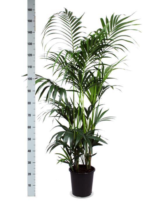 Kentia Palm Ø27cm ↕160cm in Albury NATURAL mand