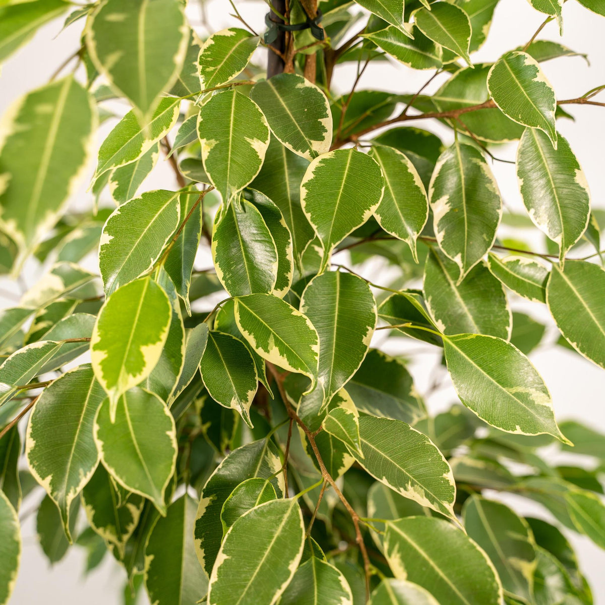 Ficus benjamina Goldenking - Ø21cm - ↕95cm + Pot Mayk Gold