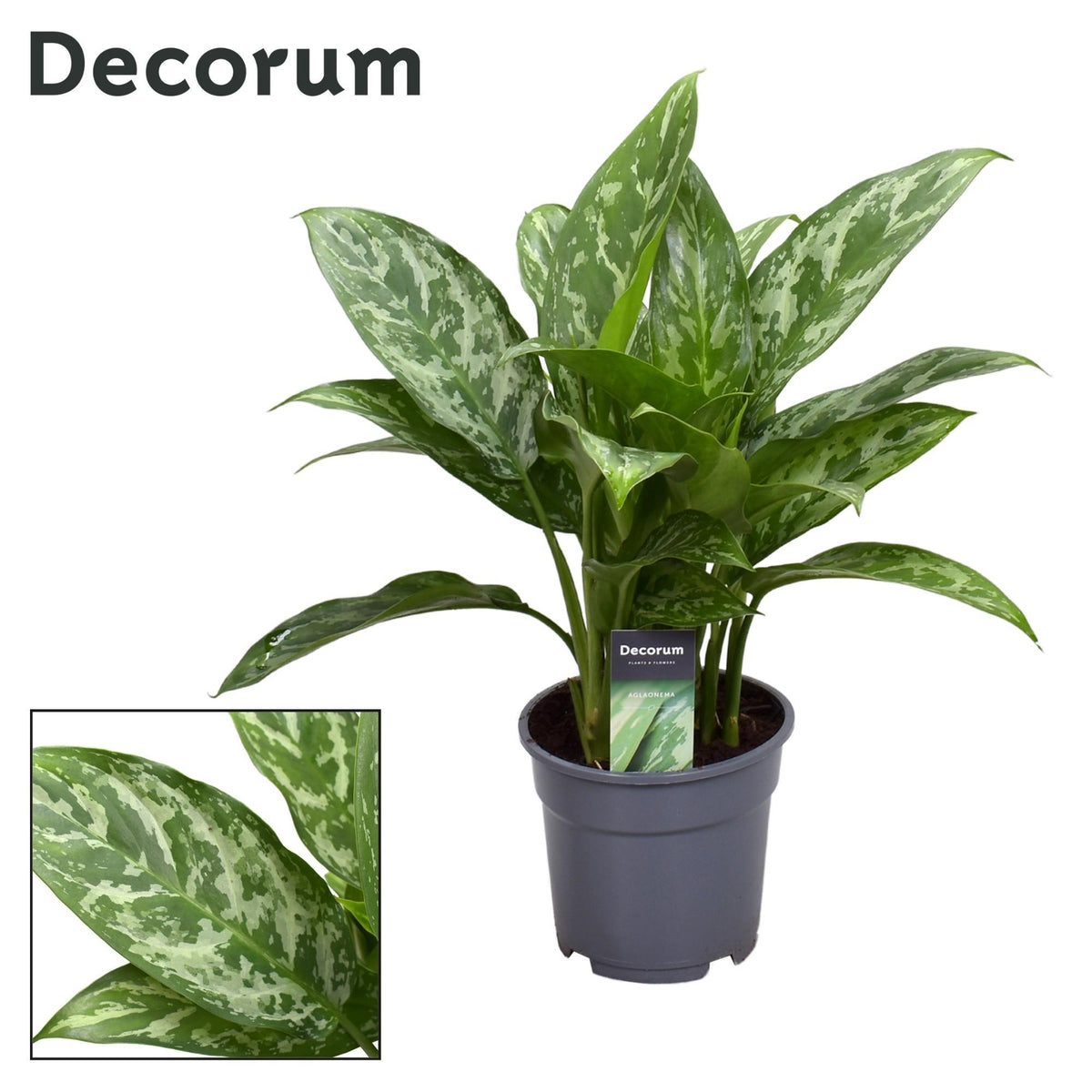 Aglaonema Green Lady - Ø17cm - ↕60cm