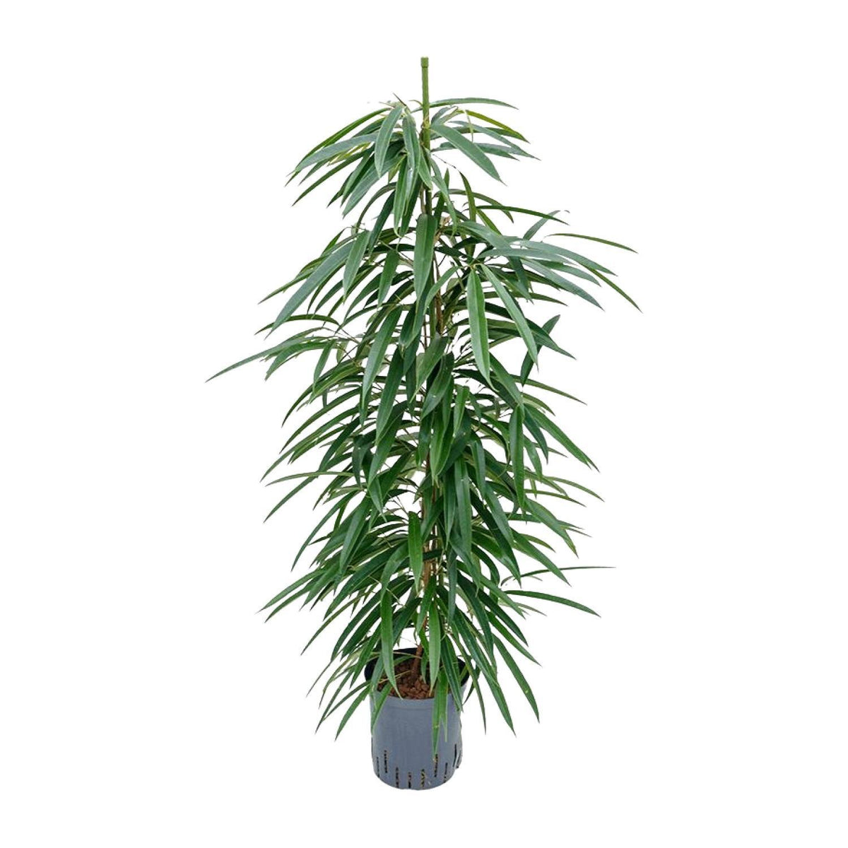 Ficus Binnendijkii 'Alii' (HYDRO) - Ø18cm - ↕110cm