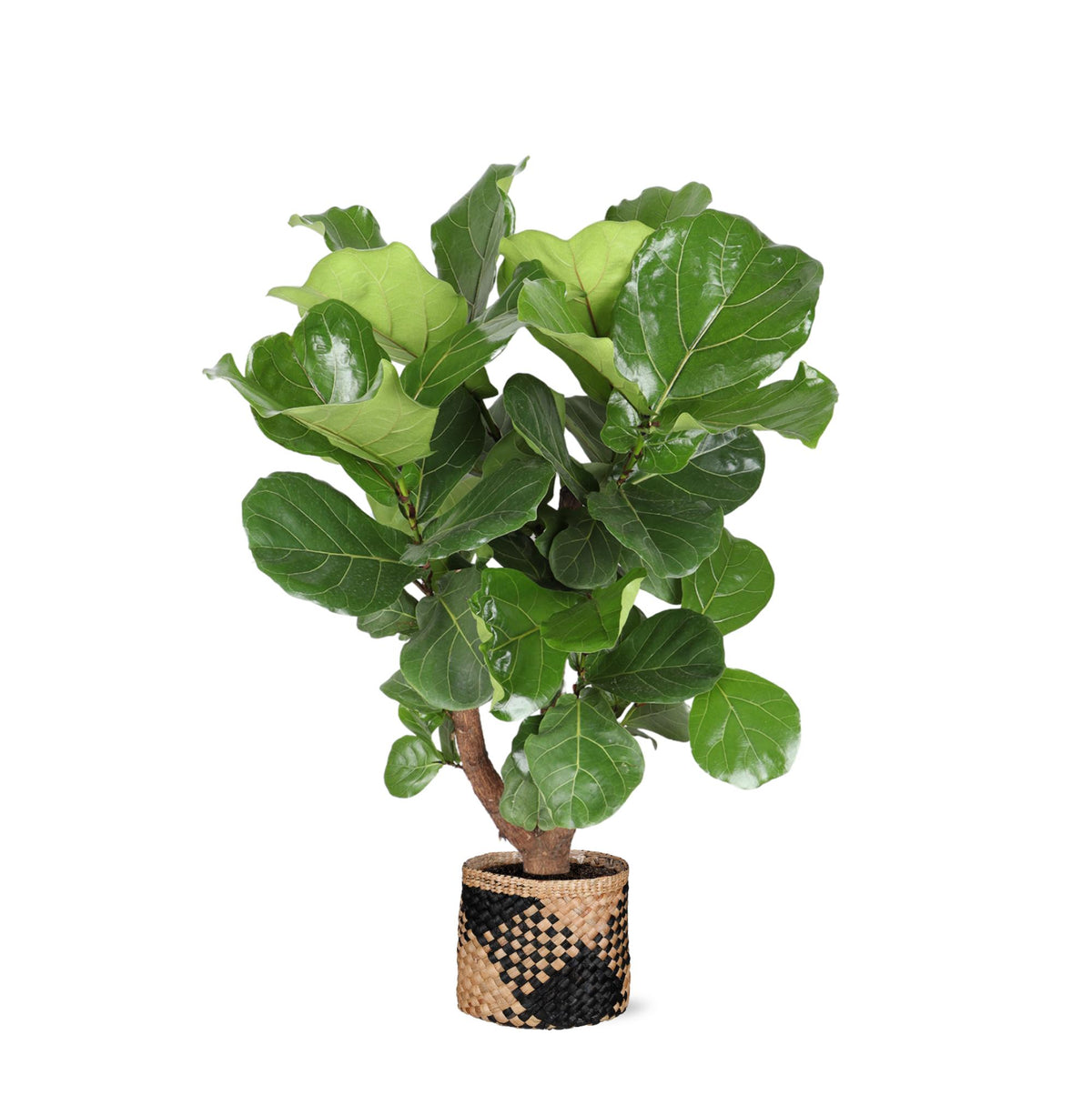 Ficus Lyrata (vertakt) Ø27cm ↕130cm in Albury BLACK print mand