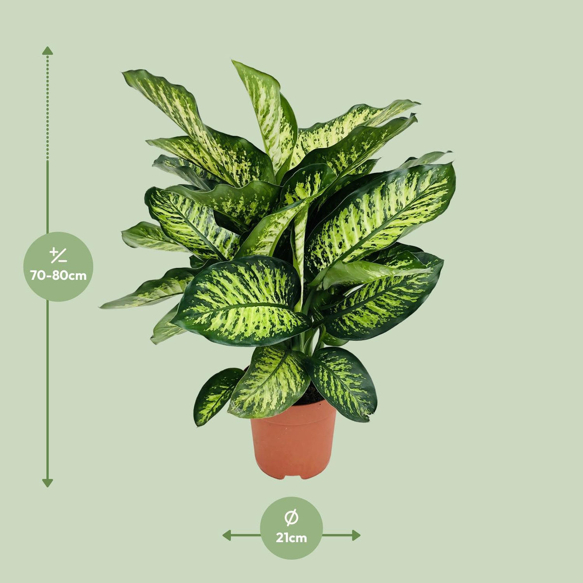 Dieffenbachia Camilla - Ø21cm - ↕75cm