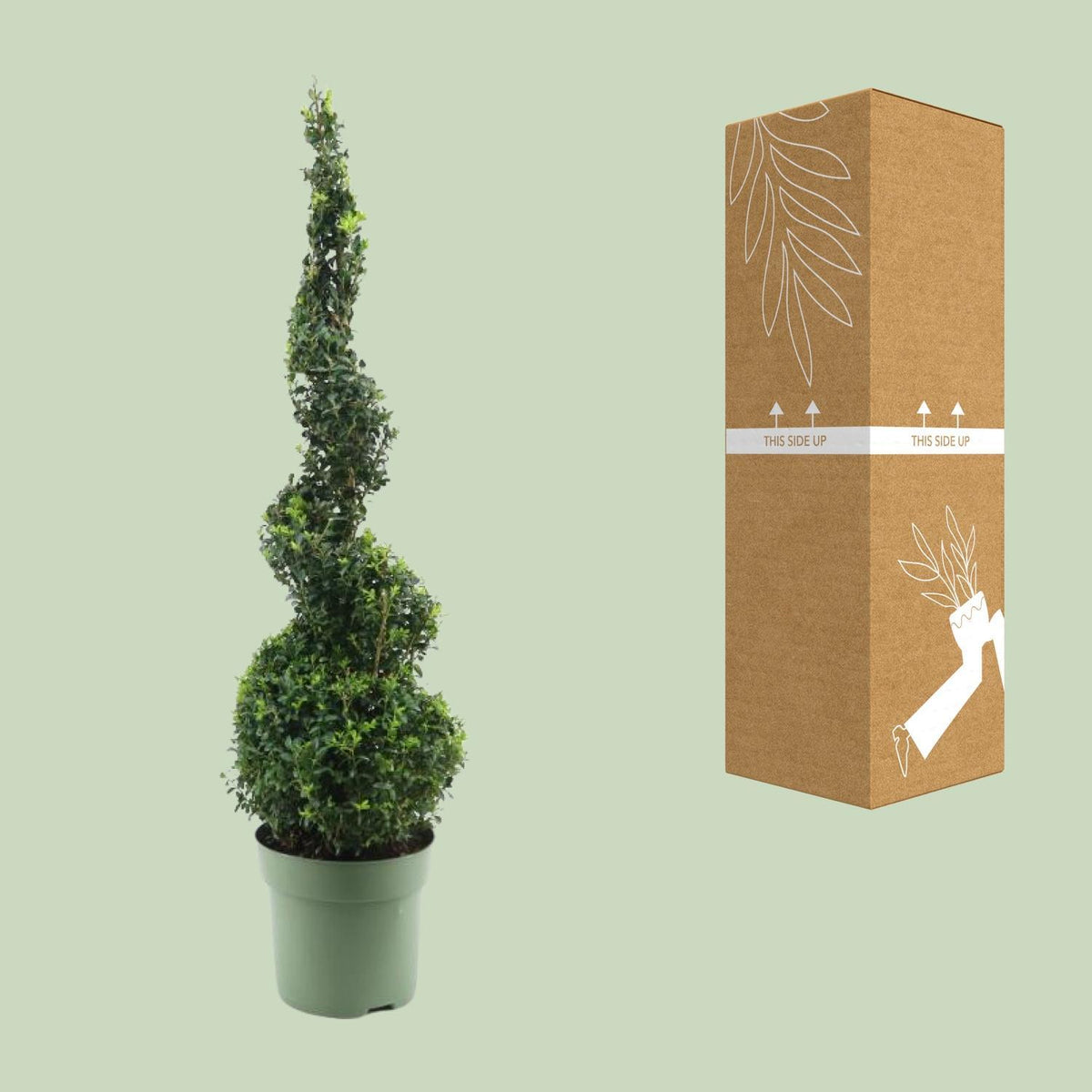 Buxus Semp. Spiral 70cm - Ø23cm - ↕90cm