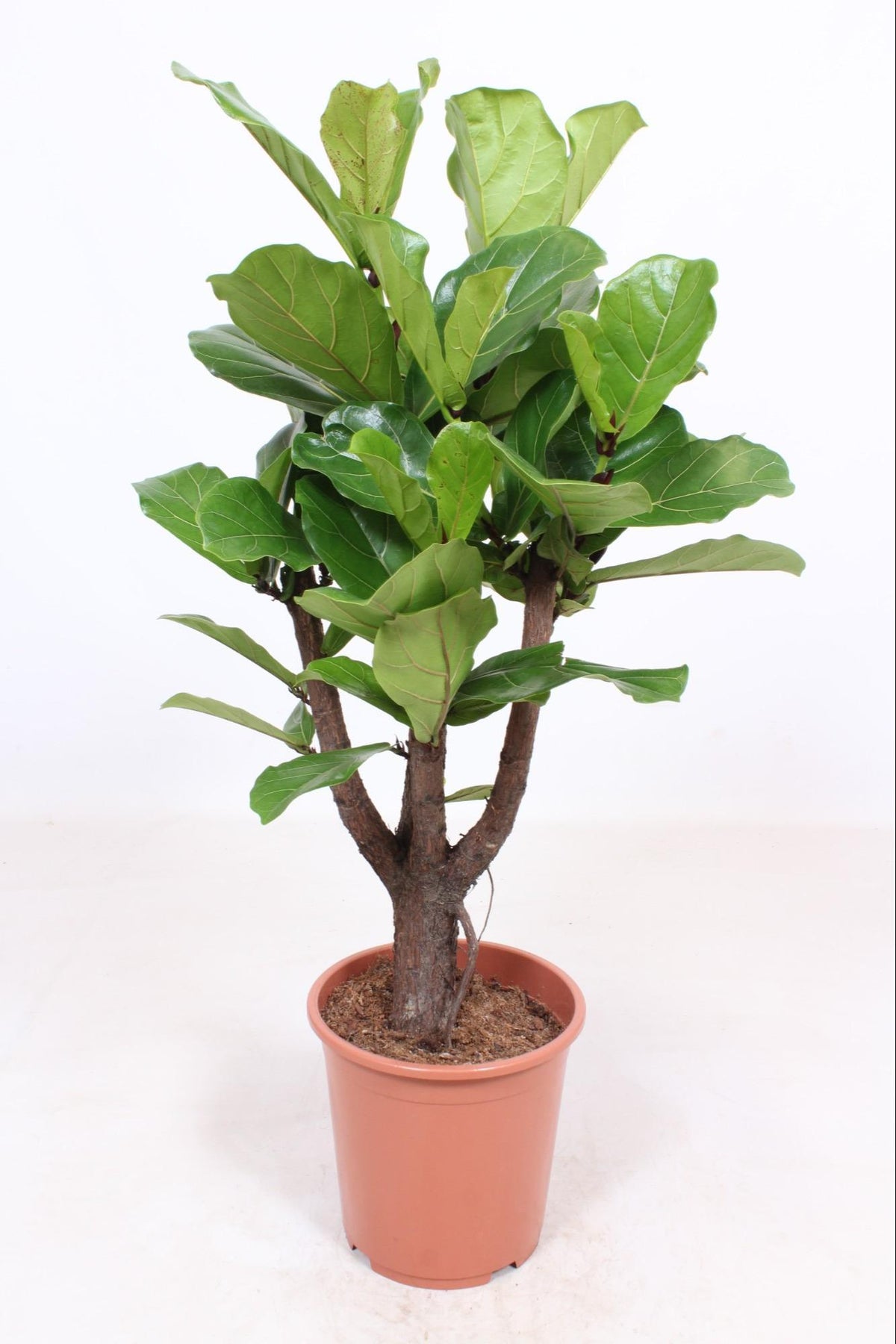 Ficus Lyrata - Ø27cm - ↕120cm