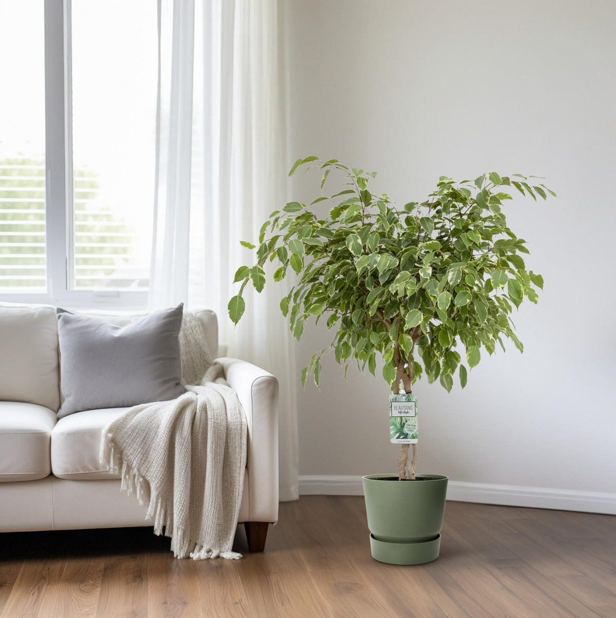 Ficus Safrana / Golden King - Ø27cm - ↕100cm