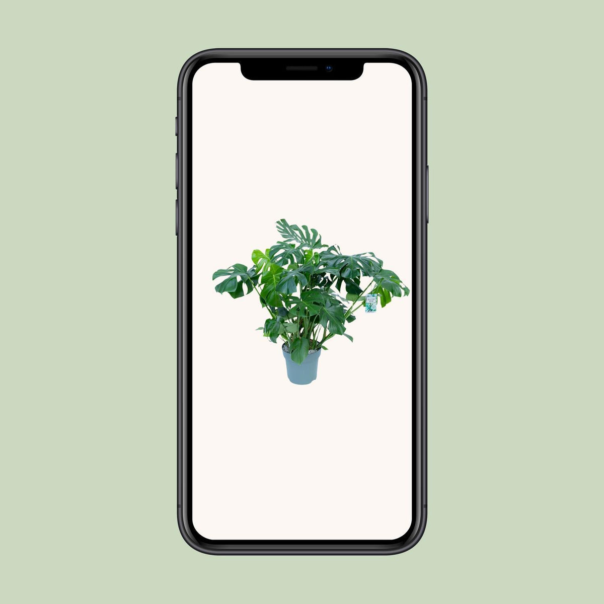 Monstera Deliciosa - Ø30cm - ↕100cm