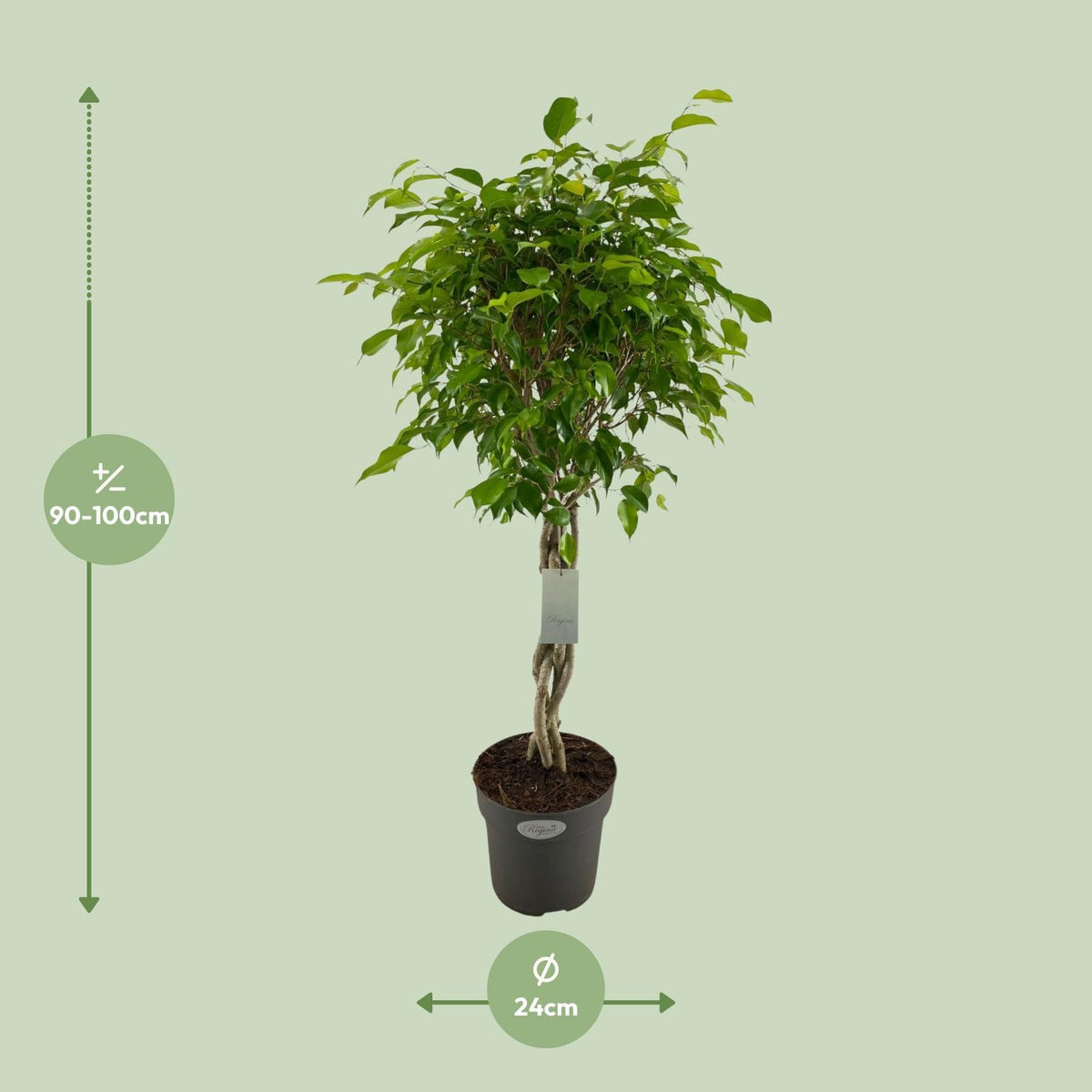 Ficus Benjamina Exotica - Ø24cm - ↕100cm