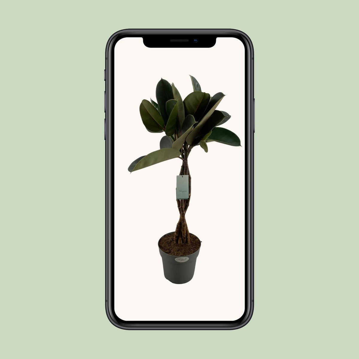 Ficus Elastica Burgundy - Ø24cm - ↕100cm