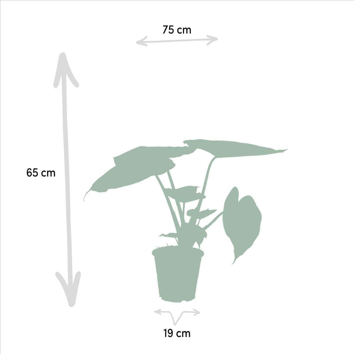 Alocasia Wentii - Ø19cm - ↕60cm + Alocasia Portodora - Ø21cm - ↕75cm