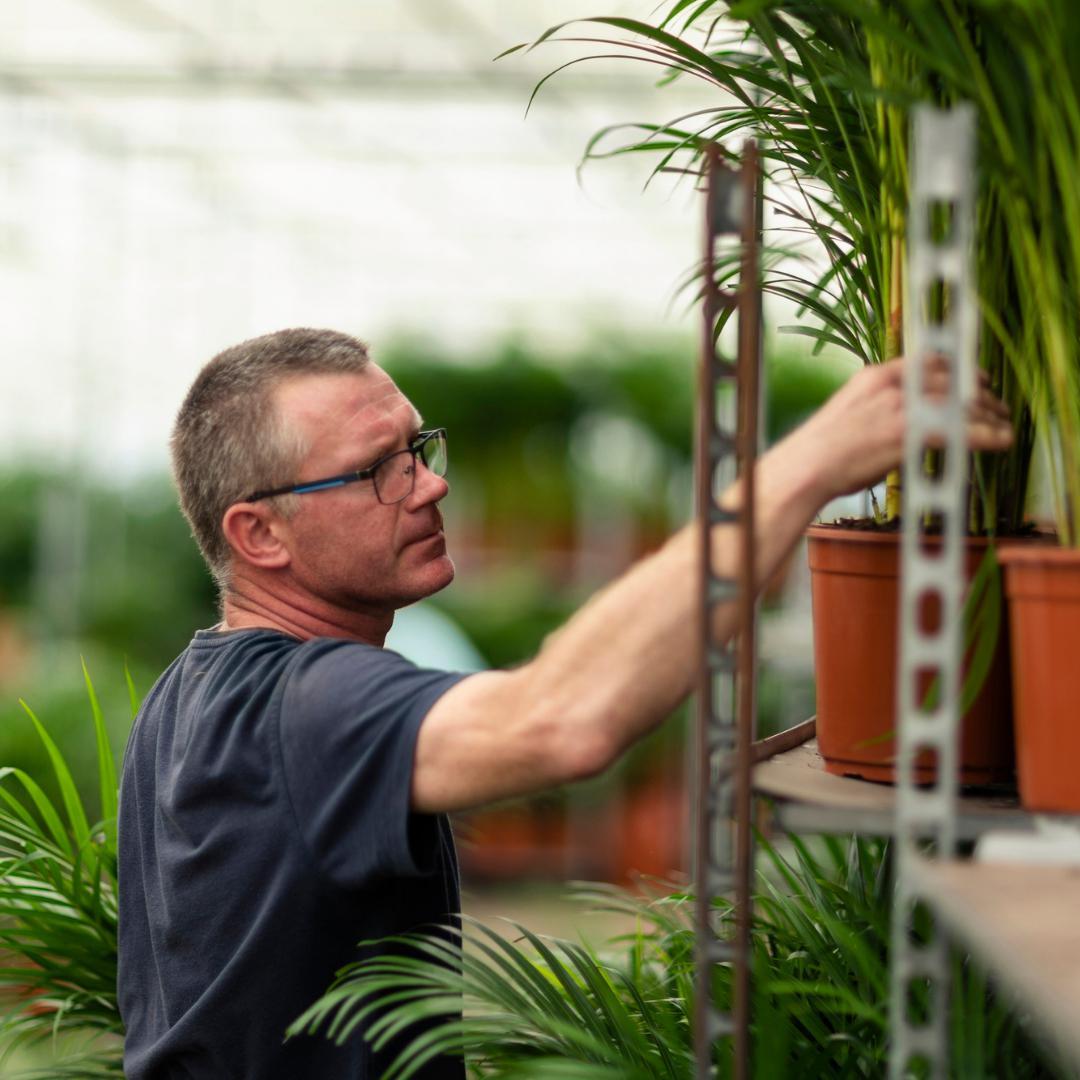 Dracaena met pot - ↨120cm - Ø21cm