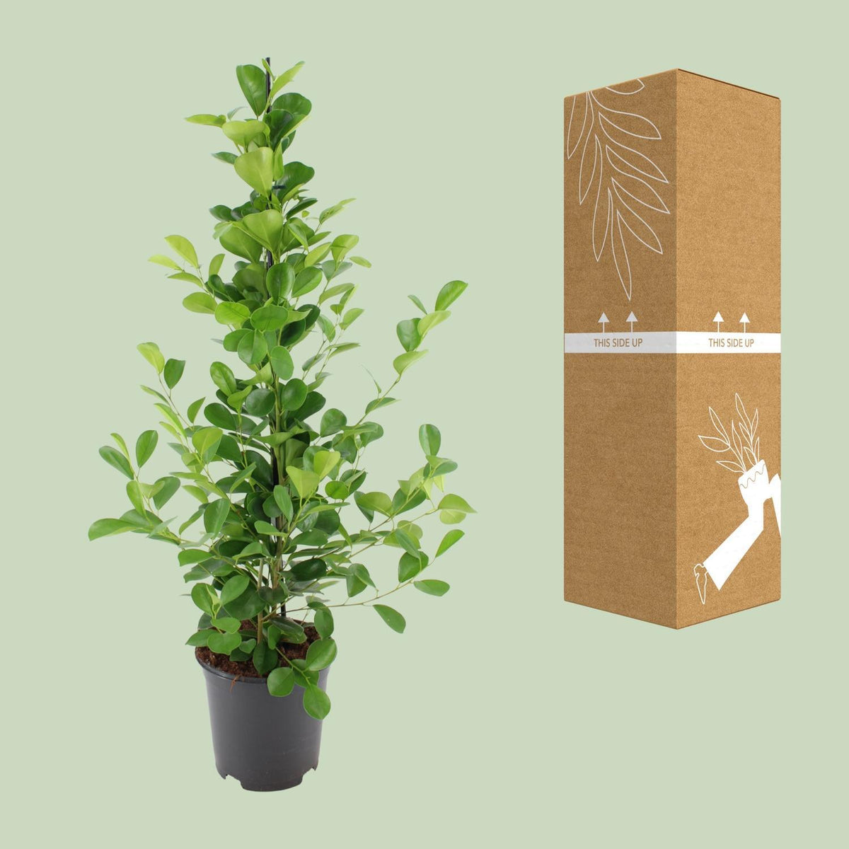 Ficus microcarpa Moclame - Ø21cm - ↕95cm