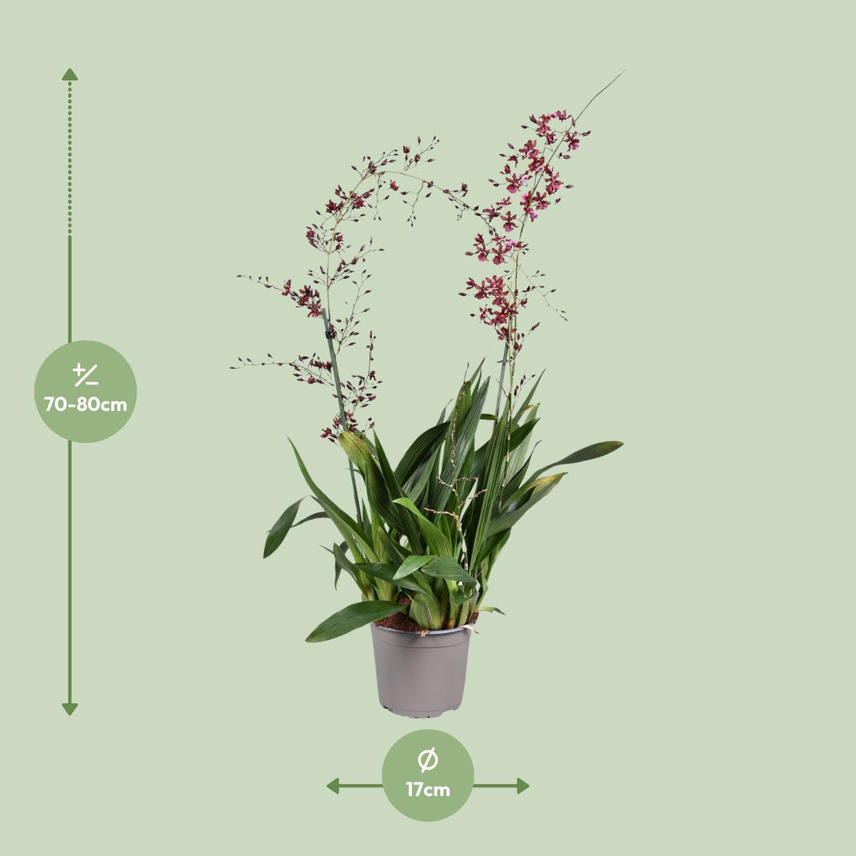 Orchidee: Oncidium Cherry Baby - Ø17cm - ↕80cm