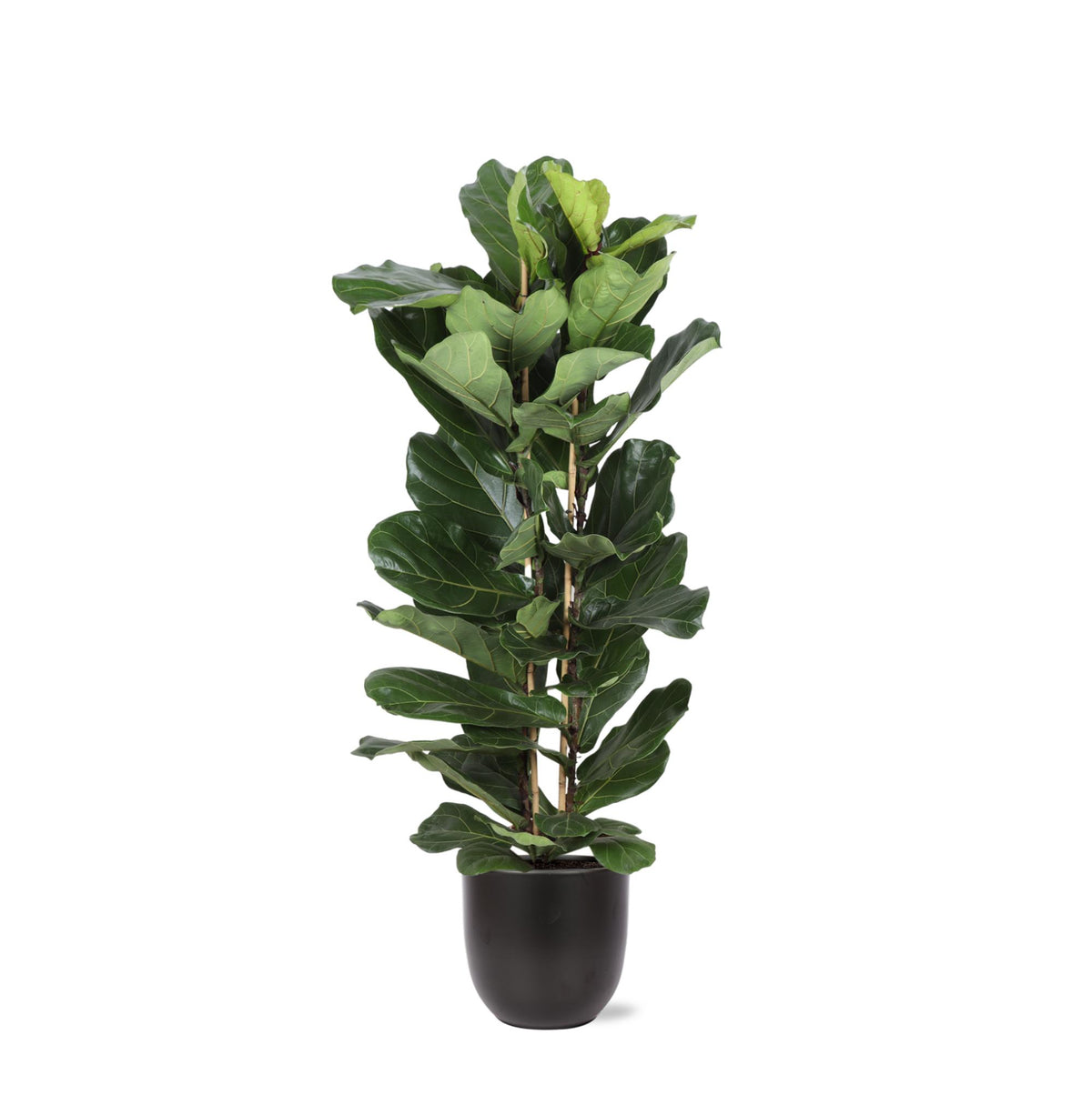 Ficus Lyrata Ø27cm ↕140cm in Boule ANTRACIET pot