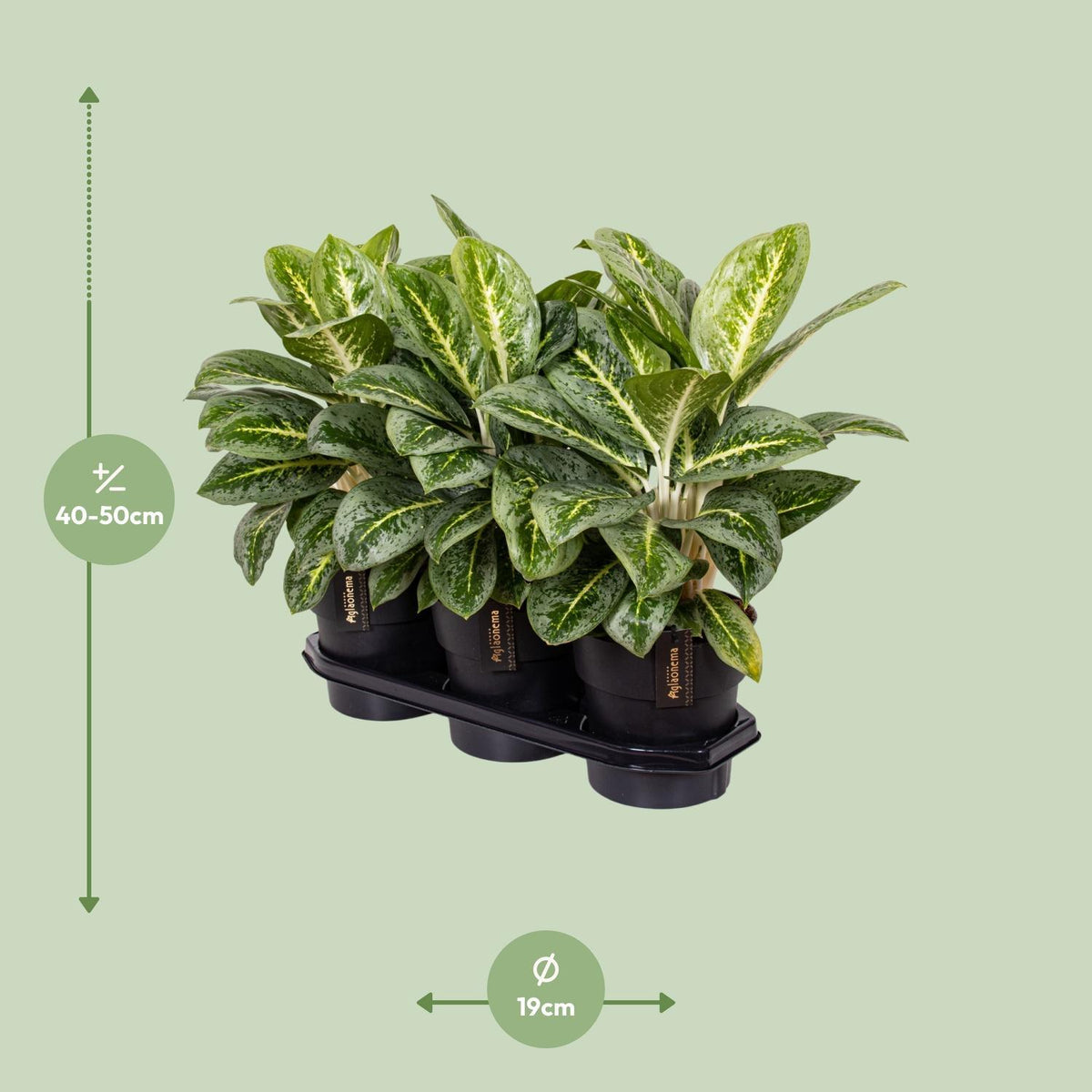 Aglaonema Lemon Mint - Ø19cm - ↕50cm