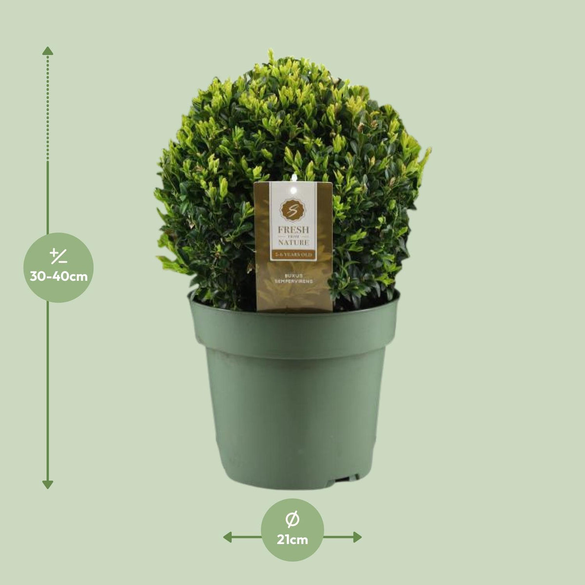 Buxus Semp. Ball Ø25cm P21 - Ø21cm - ↕40cm