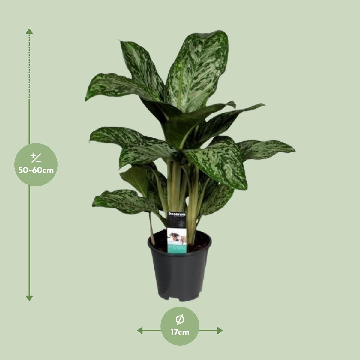 Aglaonema Greenlight (Decorum) - Ø17cm - ↕60cm