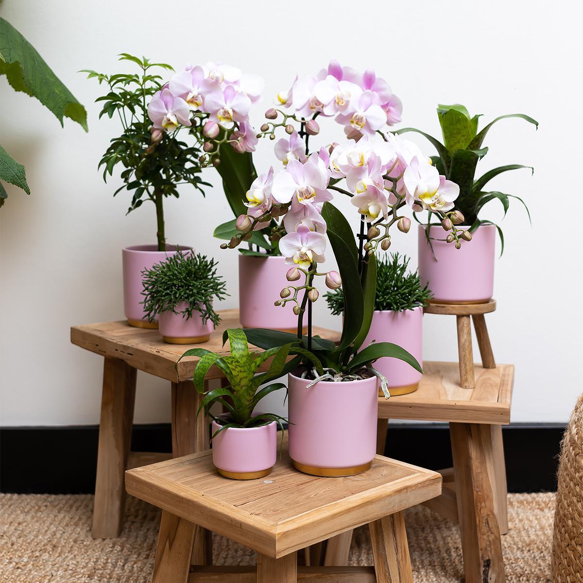 Kolibri Home | Gold foot pink bloempot - Roze keramieken sierpot met gouden rand - Ø6cm