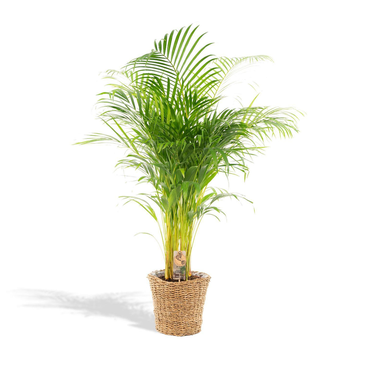 Areca met mand - ↨130cm - Ø24cm