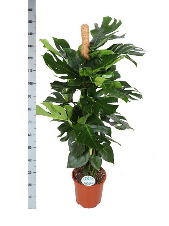 Monstera Deliciosa MOSSTOK Ø27cm ↕150cm in Boule TAUPE pot