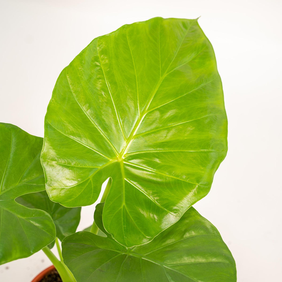 Alocasia Macrorrhiza - Ø19cm - ↕70cm + Pot Mayk Gold