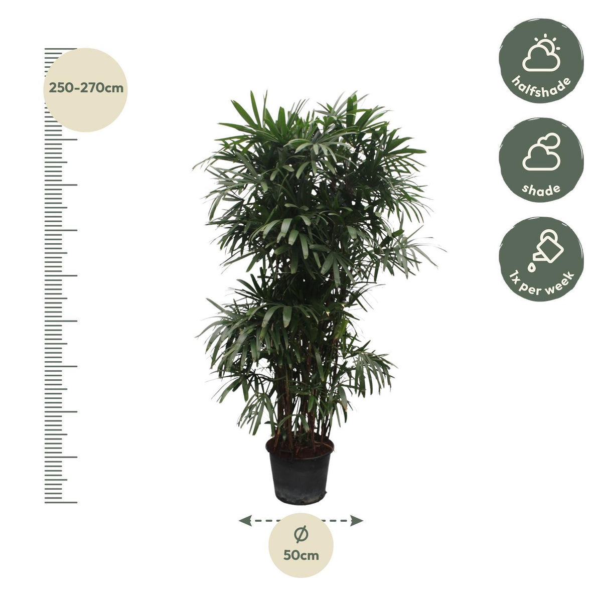 Rhapis Excelsa - 260 cm - ø50