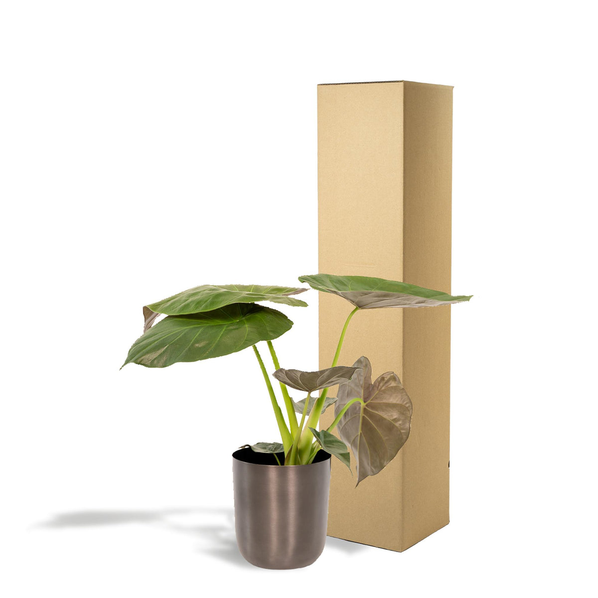 Alocasia Wentii - Ø19cm - ↕65cm + Pot Mayk Lead