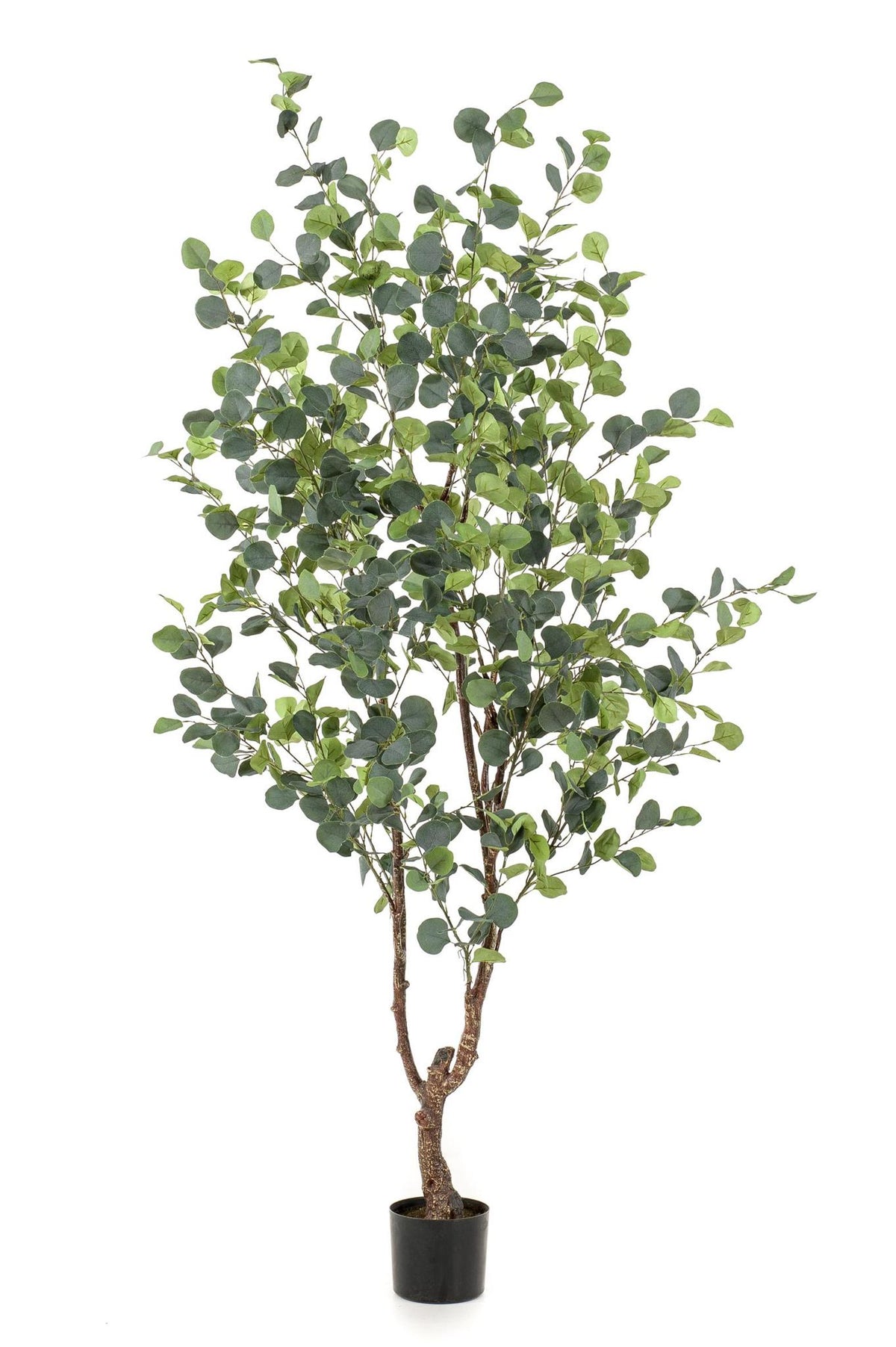 Kunstplant - Eucalyptus - Blauwe Gomboom- 180 cm