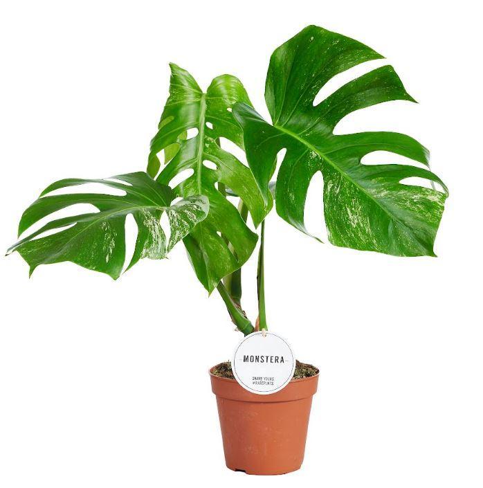 Monstera Deliciosa Variegata B - Ø15cm - ↕45cm