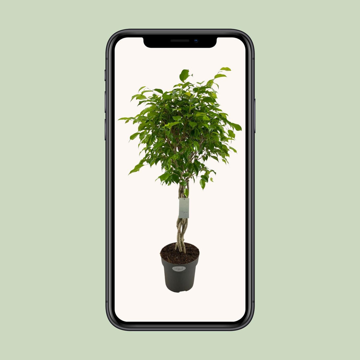 Ficus Benjamina Exotica - Ø24cm - ↕100cm