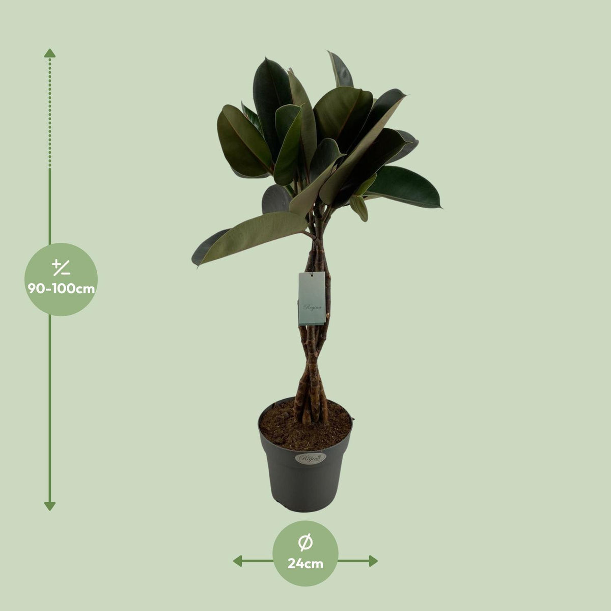 Ficus Elastica Burgundy - Ø24cm - ↕100cm