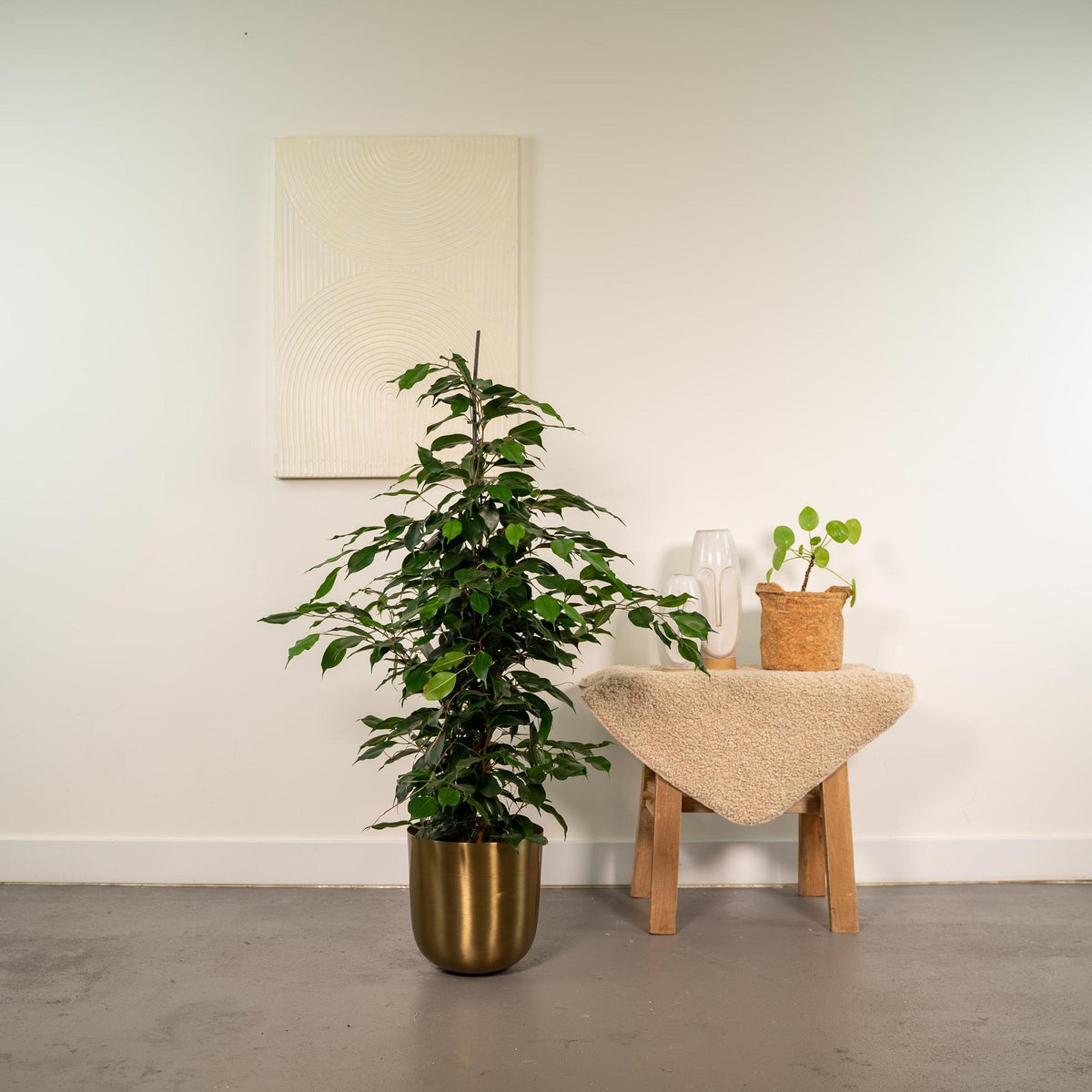 Ficus benjamina Danielle - Ø21cm - ↕95cm + Pot Mayk Gold