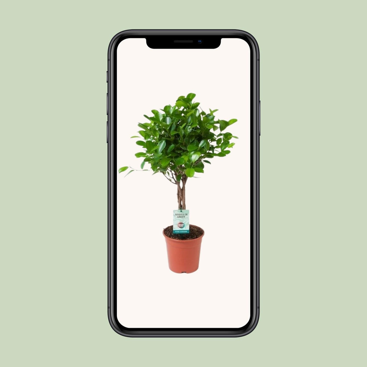 Ficus Microcarpa Moclame - Ø17cm - ↕70cm