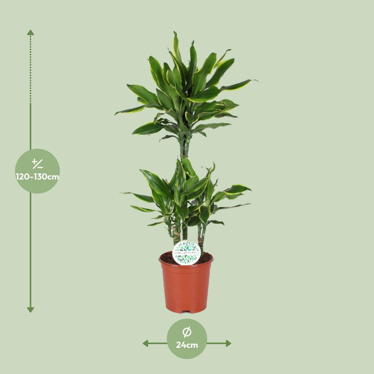 Dracaena Golden Coast - Ø24cm - ↕125cm