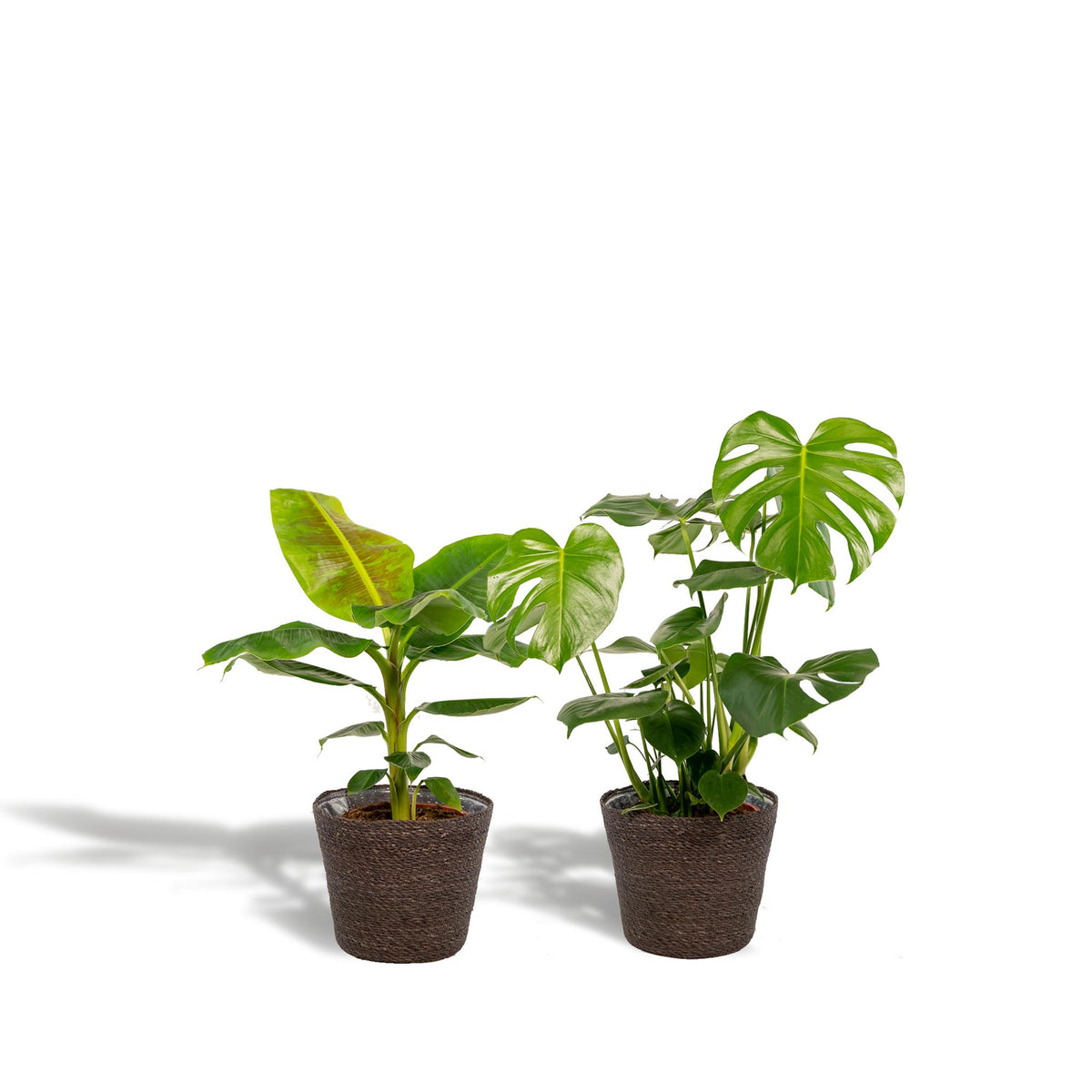 Monstera Deliciosa - Ø21cm - ↕75cm + Musa Dwarf Cavendish - Ø21cm - ↕90cm + Mand Igmar