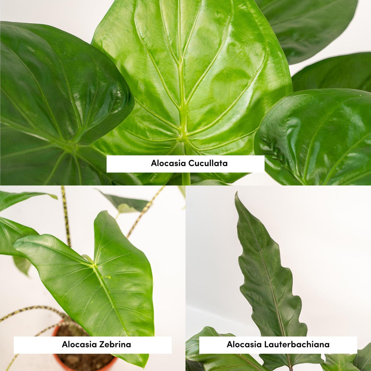 Alocasia Zebrina - Ø19cm - ↕75cm + Alocasia Cucullata - Ø19cm - ↕60cm + Alocasia Lauterbachiana - Ø19cm - ↕75cm