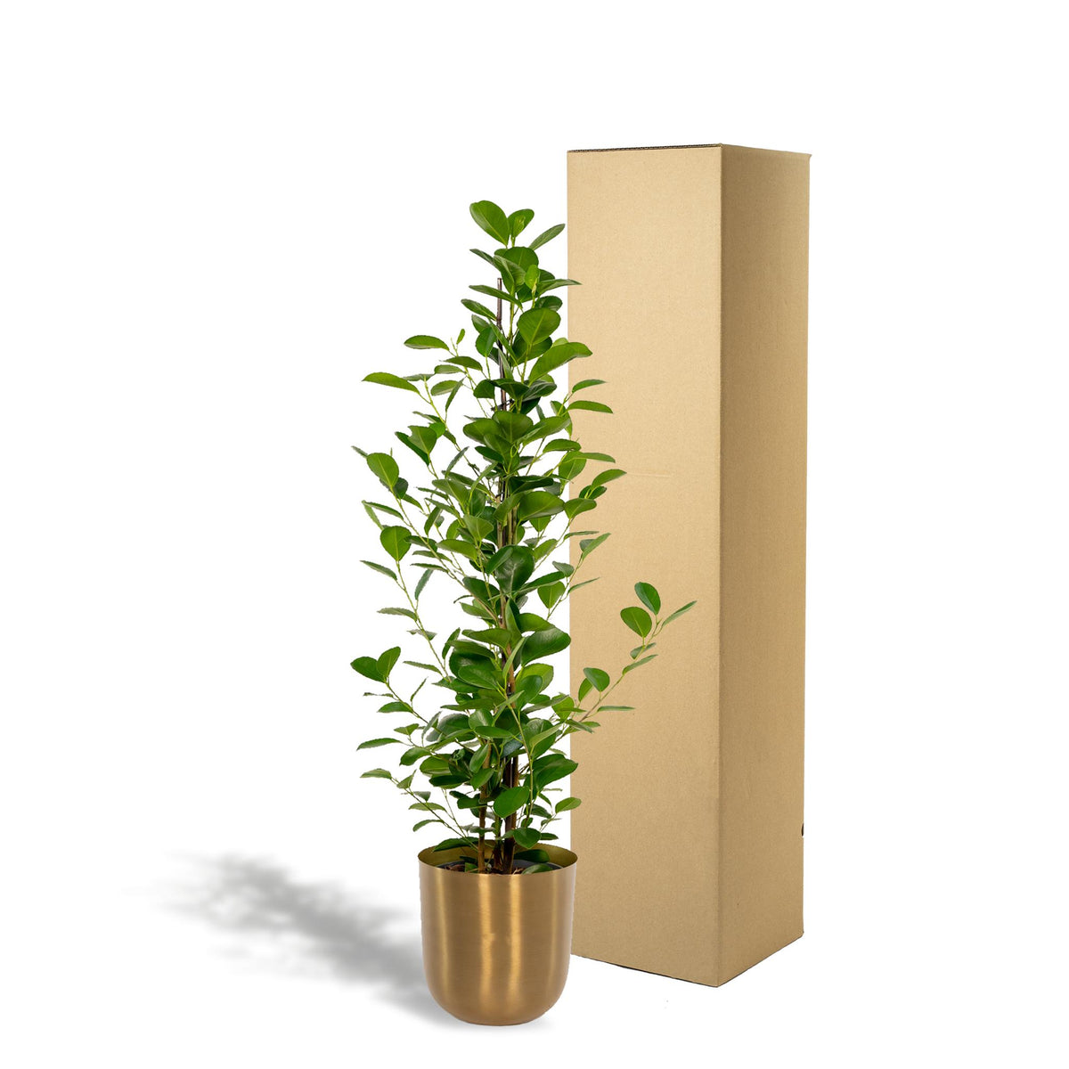 Ficus microcarpa Moclame - Ø21cm - ↕95cm + Pot Mayk Gold