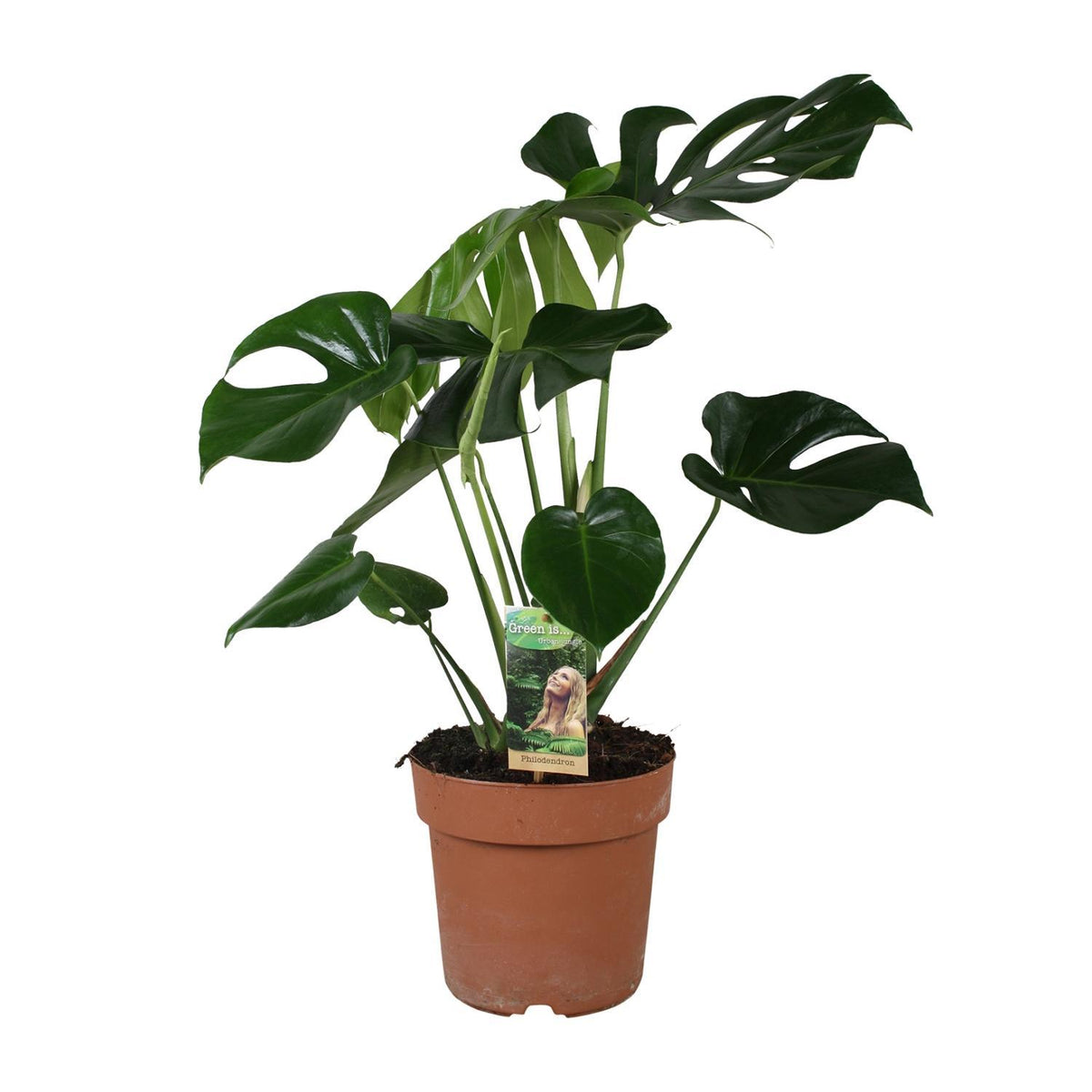 Monstera Deliciosa - Ø21cm - ↕80cm