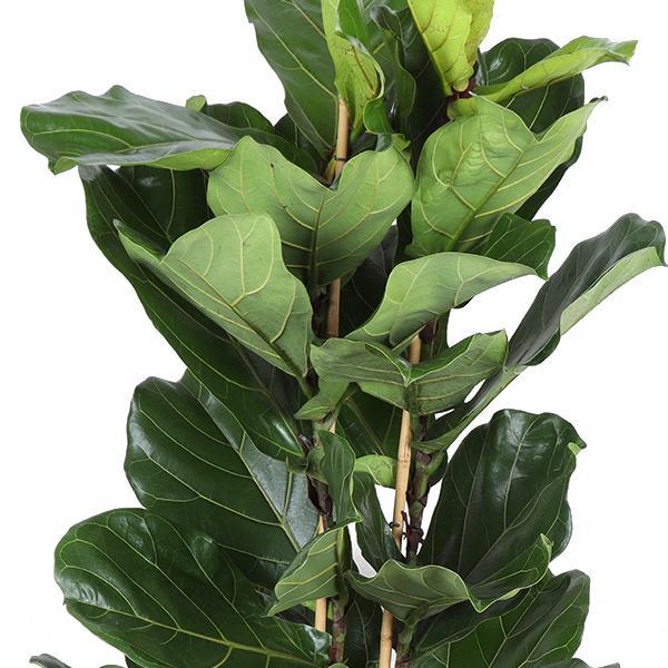 Ficus Lyrata Ø27cm ↕140cm in Albury NATURAL mand